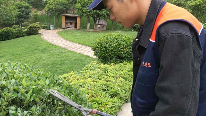 绿化苗木种植：如何提升成活率与施工效率**