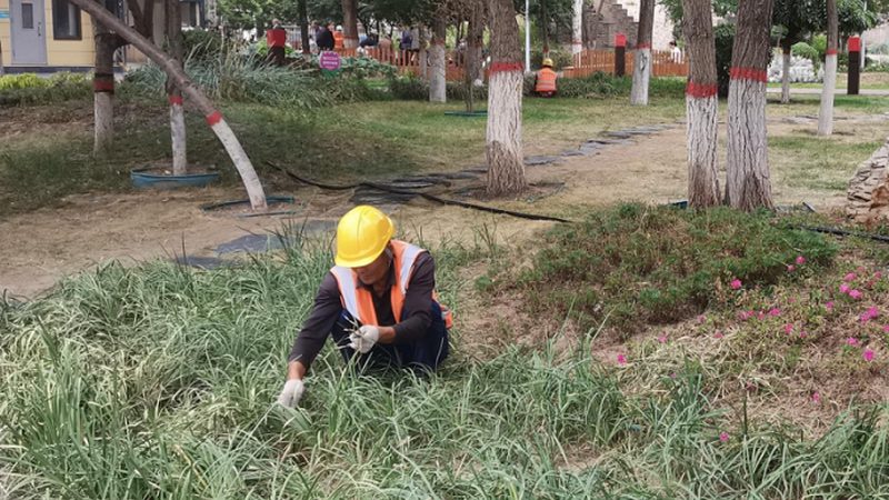 绿植租赁，如何挑选性价比高的服务商？**