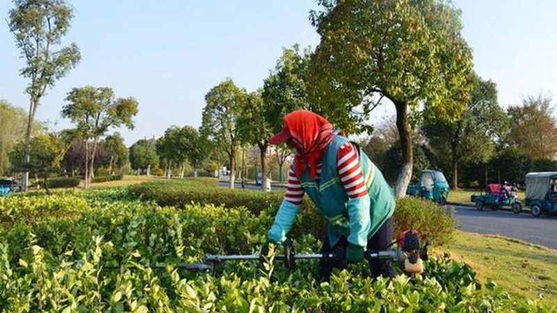 立体绿化技术规范标准全解析